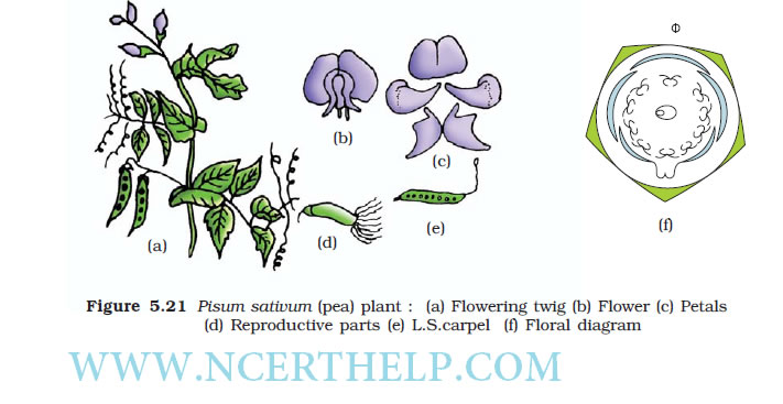 Morphology of Flowering Plants Class 11 Notes Download in PDF 